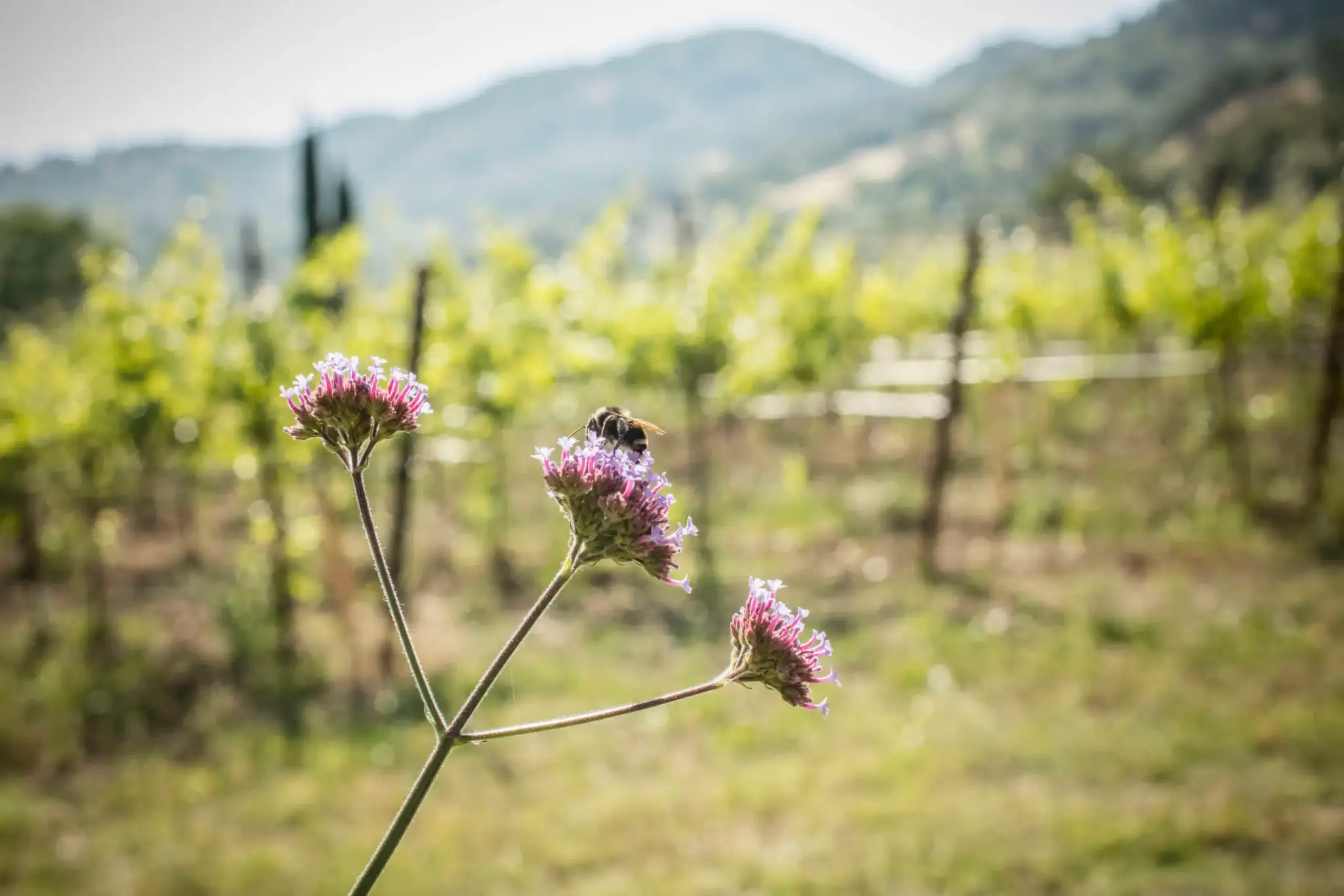 A close-up photo of a plant with three purple flowers. A bee sits on top of the middle flower and vine rows can be seen in the background, as well as tree-covered hills. 