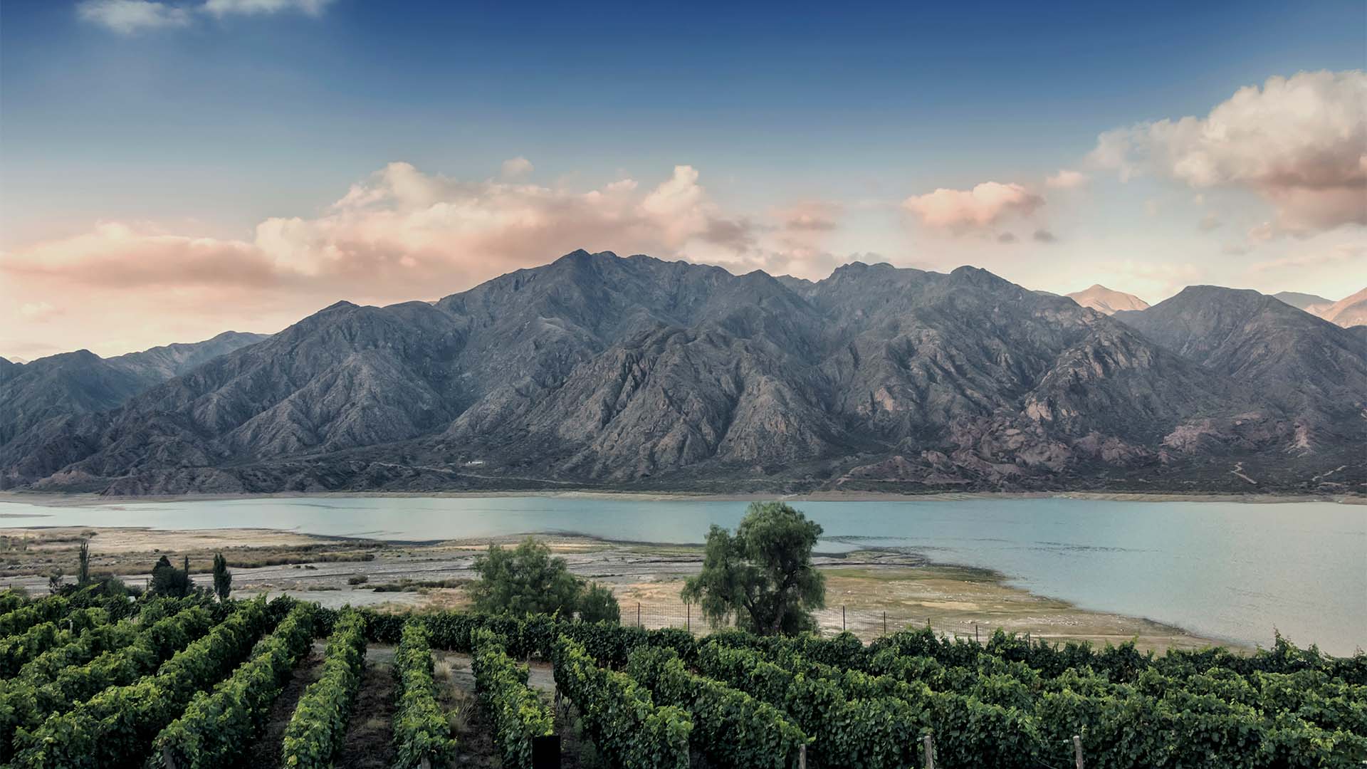 An artistic view of Argentina, with rows of dark green vines in the foreground, a clear, light-blue lake running through the mid-ground, and a jagged, grey mountain range focused in the background, all covered by a blue sky and clouds. 