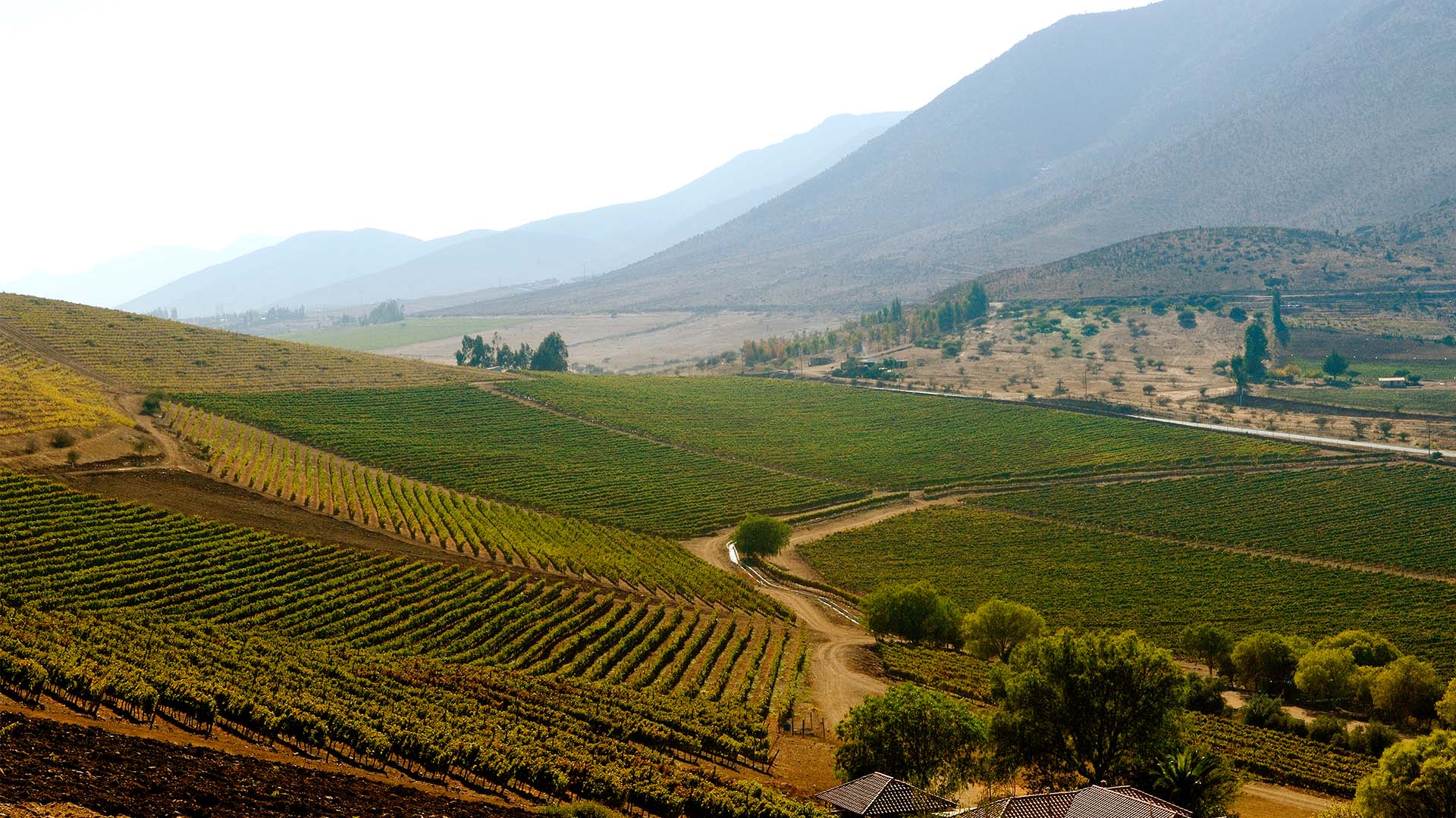 A high angle scenic view of D.O. Limari, showing a hill with rows of vines, dirt roads, and trees in the foreground, and misty highlands in the background. 