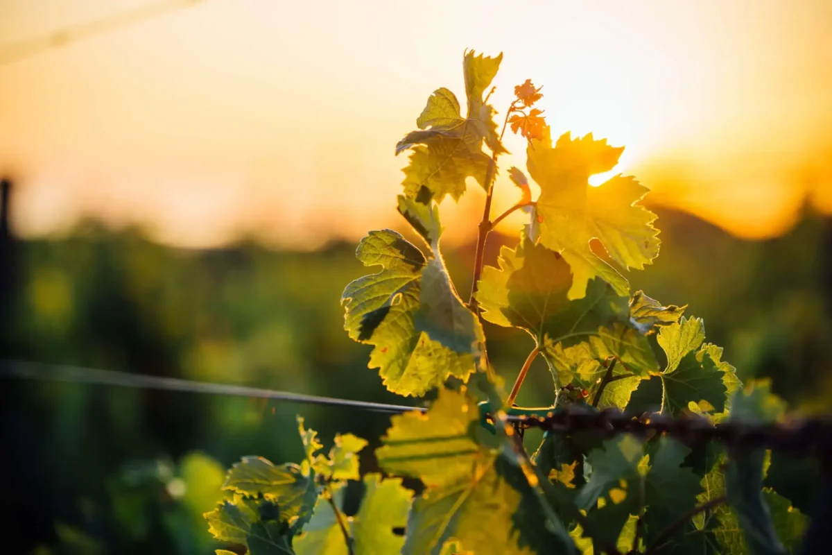 A close-up photograph of grape leaves in front of a blurry sunset. The sunset casts a rich orange light on the leaves. 