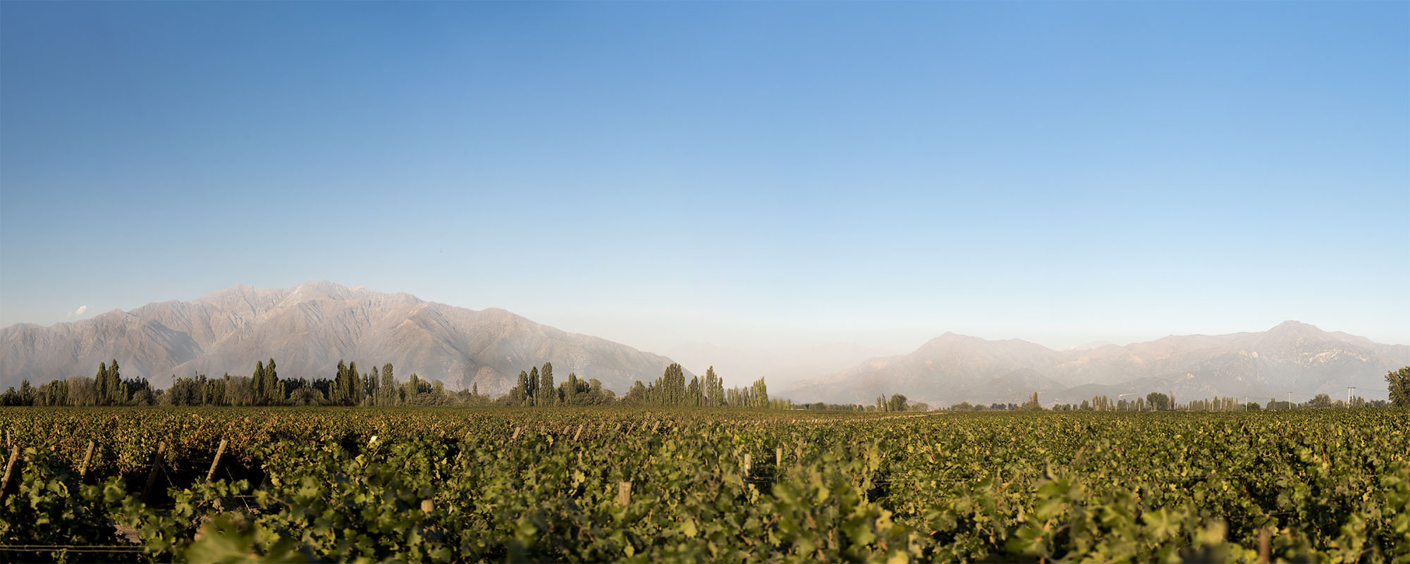 A close-up photograph of the tops of grapevines with trees in the distance and mountains covered in fog in the background. 