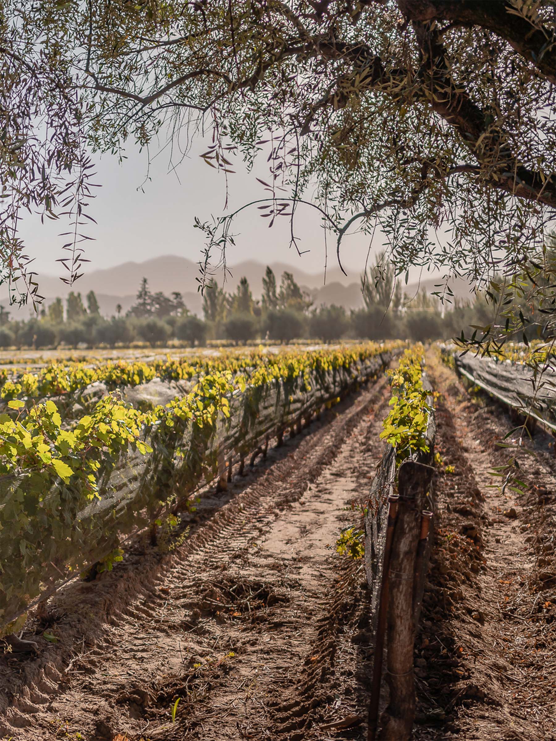 A photograph of vine rows stretching towards neatly planted trees, with fog covered mountains in the background and a grey sky.