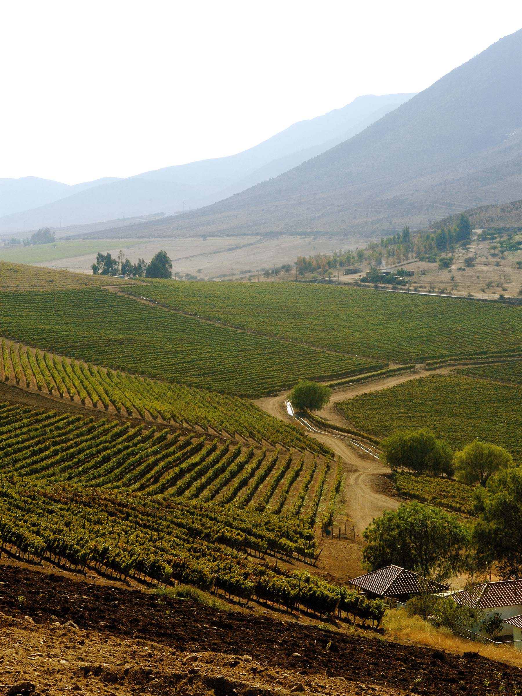 A photograph of Quebrada Seca Vineyard showing a hill covered in vine rows, with a dirt path running along the base of the hill. A mountainous range in the background is covered in a light fog and trees scatter the base of the mountains. 