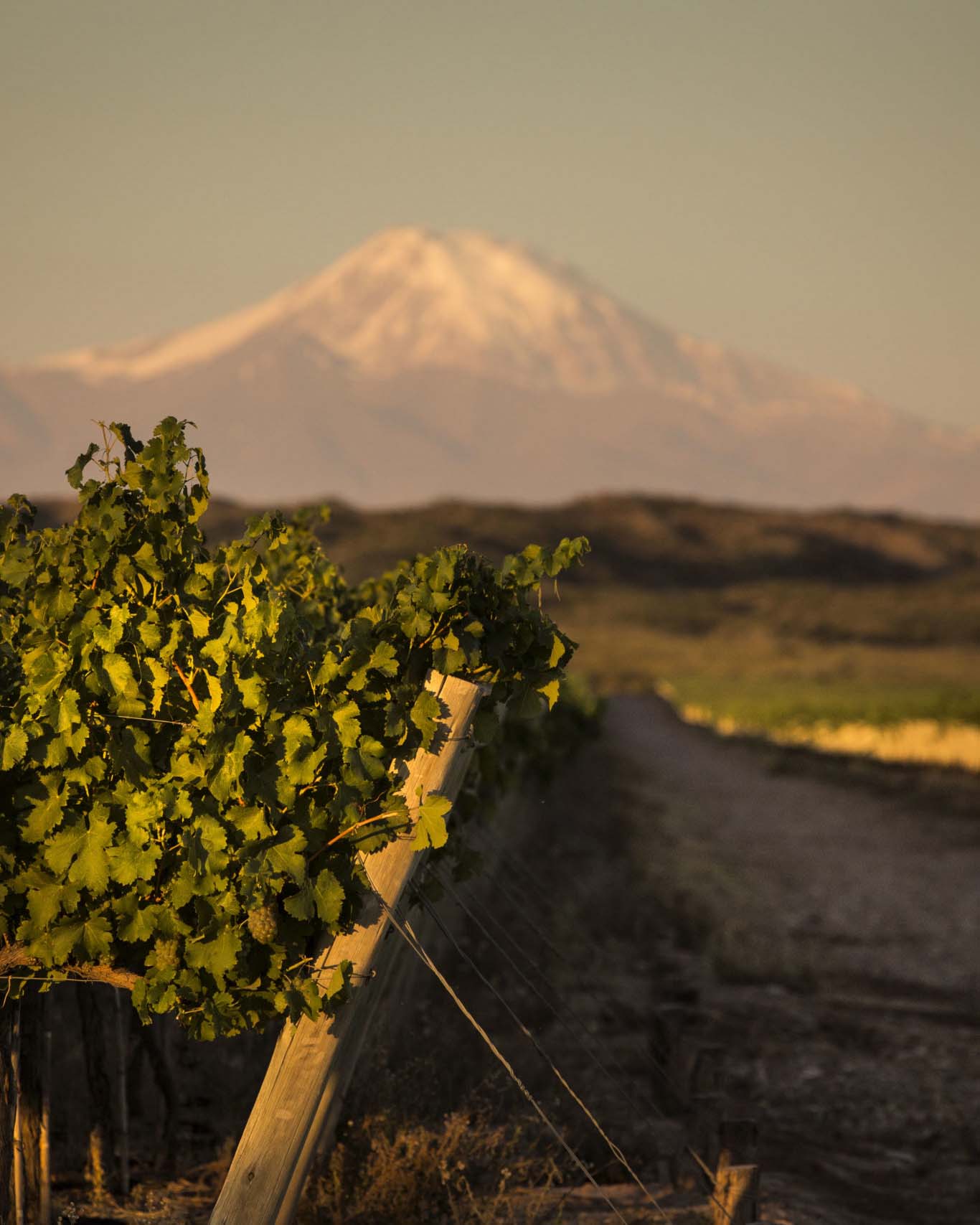 A photograph of a large, rocky mountain stretching out behind a vineyard. The sky is cloudy and a light fog is across the mountain top. 