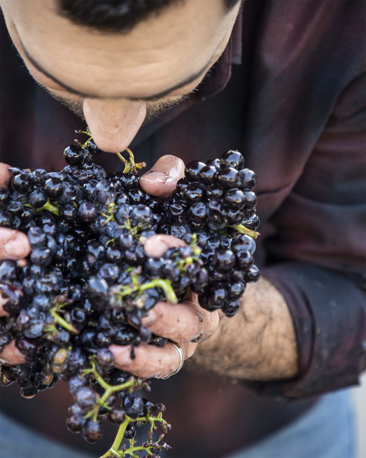 A close-up photograph of a dark-haired man wearing burgundy plaid shirt and jeans holding fresh grapes up to his nose. 