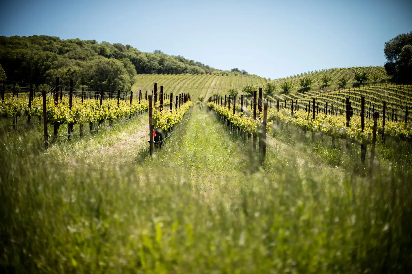 A photo of the McNab Ranch Vineyard showing sprawling hills with vine rows covering them, with three vine rows in the forefront. The sky is clear and blue, and trees stretch across the right side of the hill-top. 