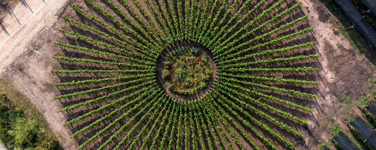 vineyard experiment called Sundial Vineyard - vines planted in a radial formation