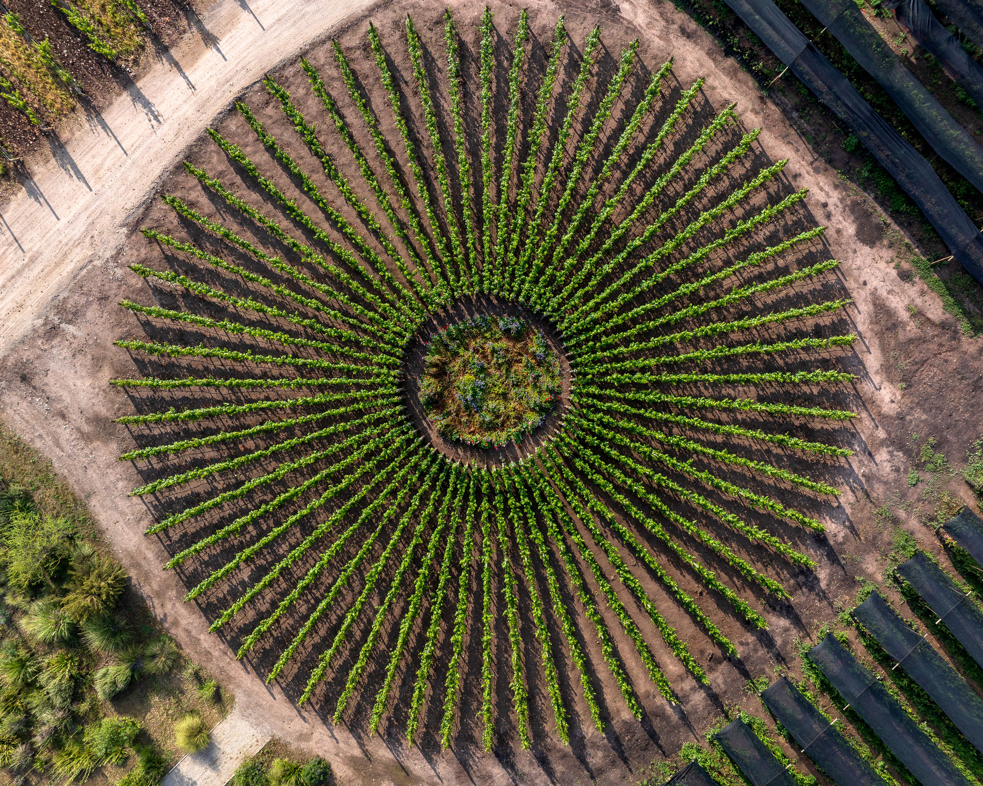 Sundial Vineyard experimental vineyard in Puente Alto